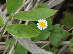 Perityle microglossa