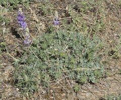 Lupinus grayi