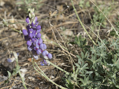 Lupinus grayi