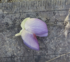 Lupinus grayi
