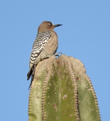 Melanerpes hypopolius