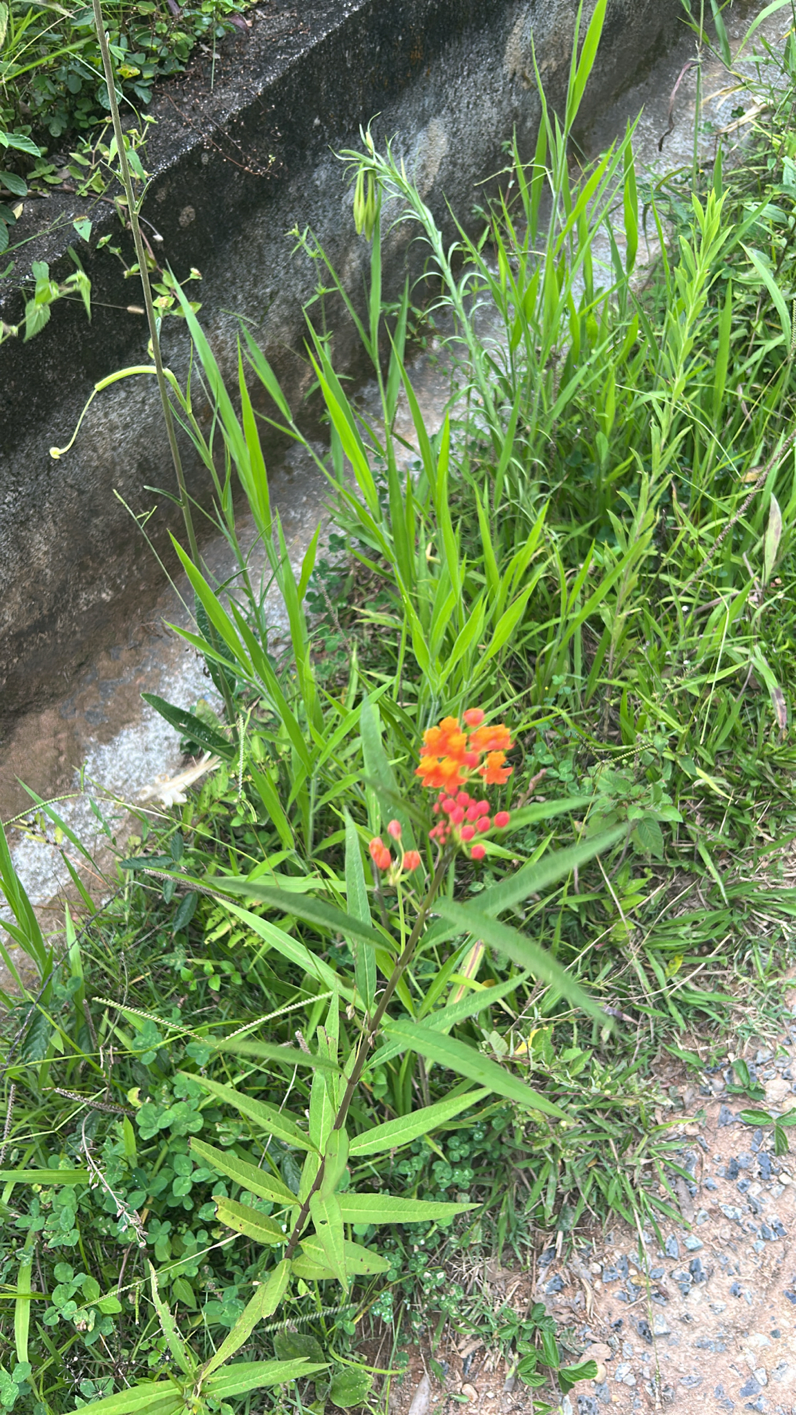 Asclepias curassavica