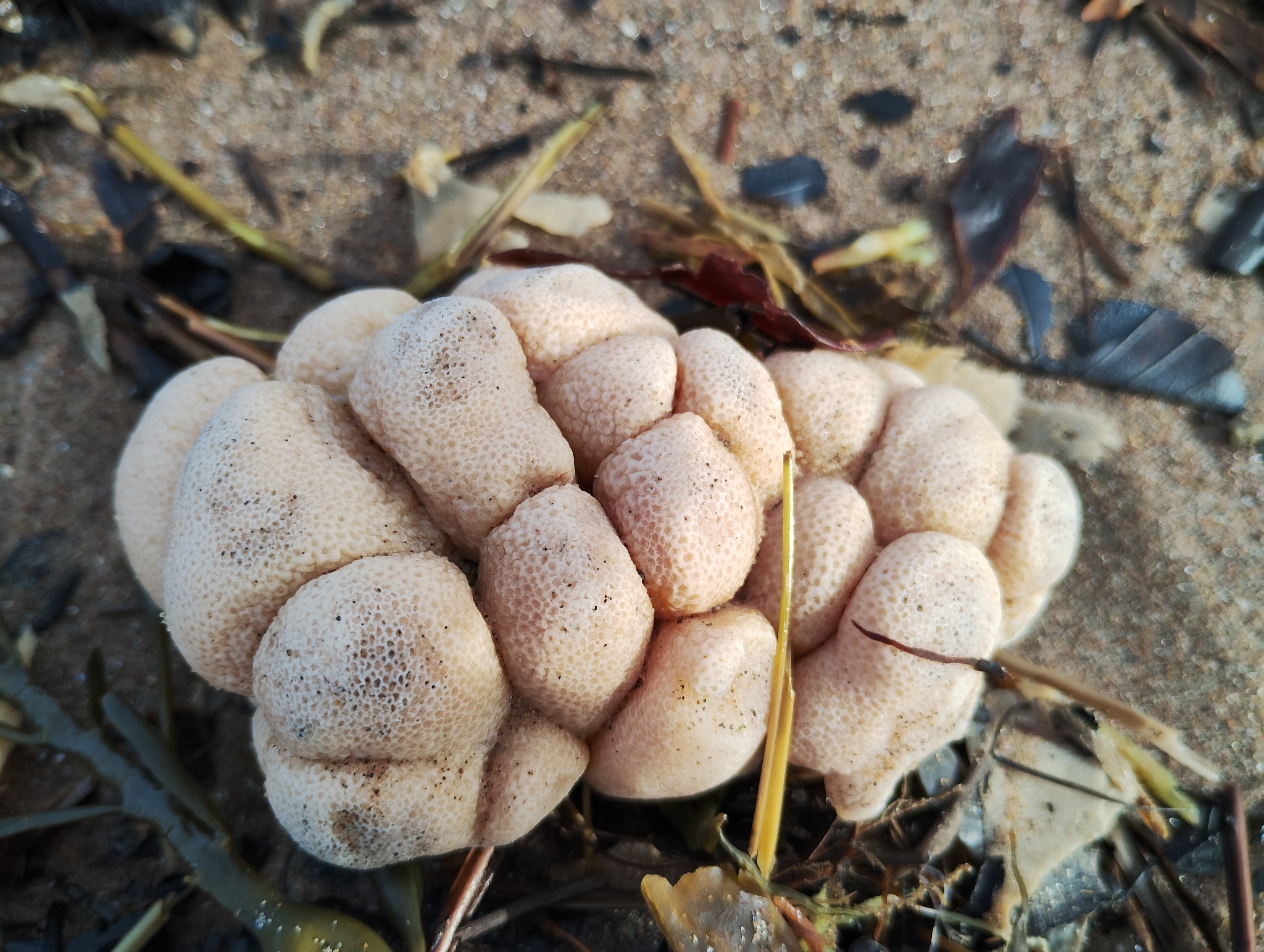 Alcyonium digitatum Linnaeus, 1758