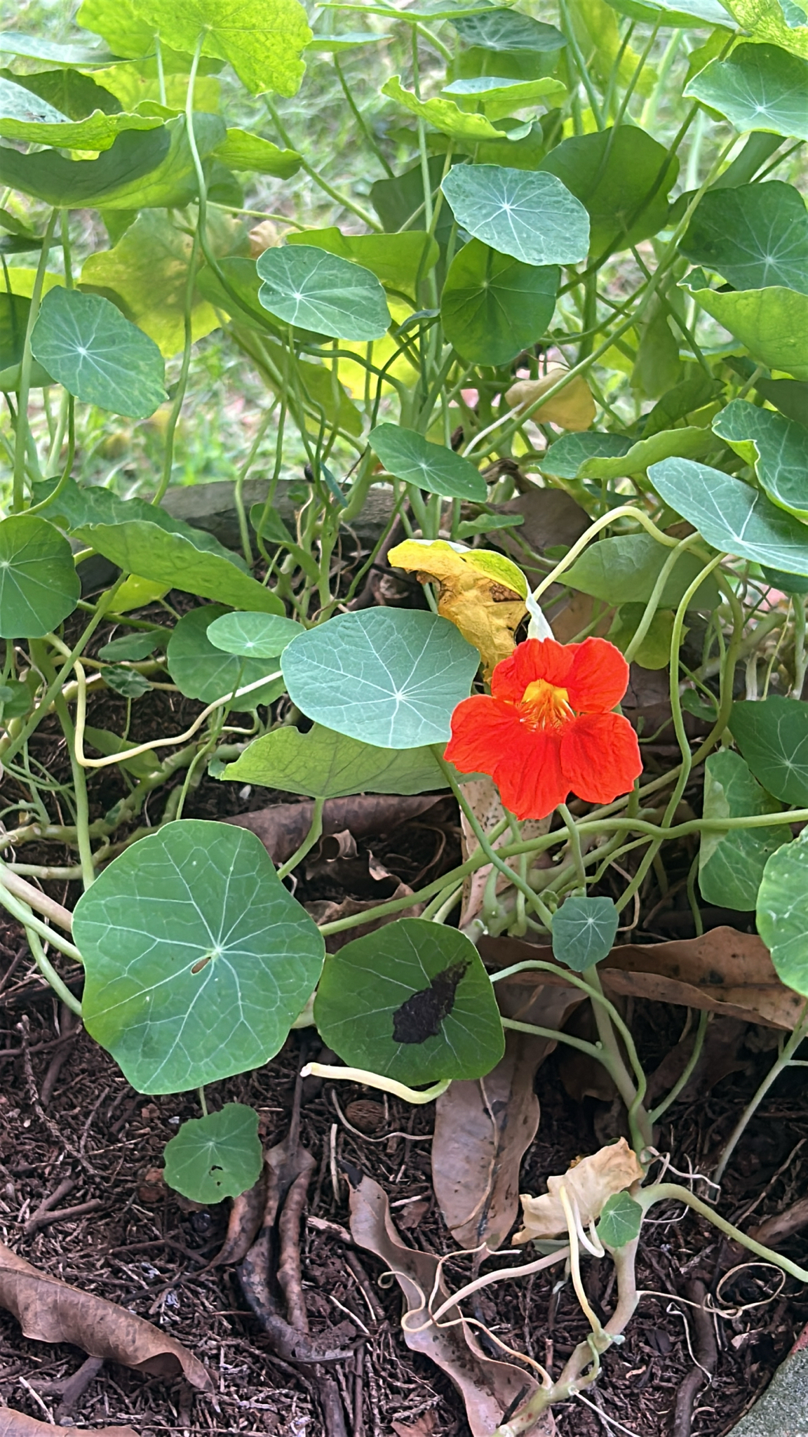 Tropaeolum majus