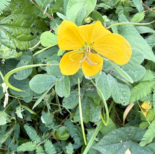 Senna bicapsularis