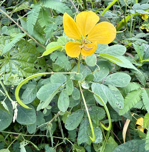 Senna bicapsularis