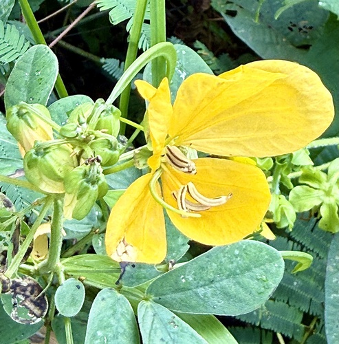 Senna bicapsularis
