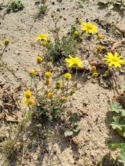 Senecio glaucus