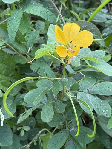 Senna bicapsularis