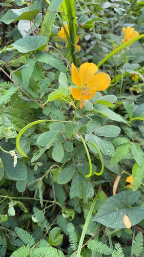 Senna bicapsularis