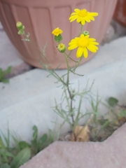 Senecio glaucus