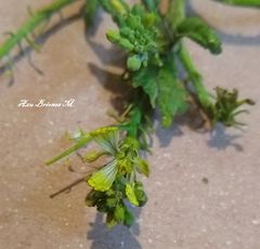 Raphanus raphanistrum