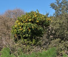 Citrus deliciosa