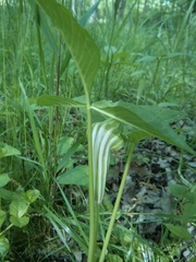 Arisaema stewardsonii