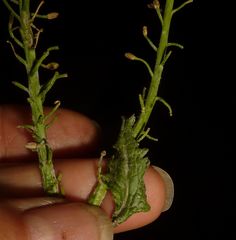 Raphanus raphanistrum