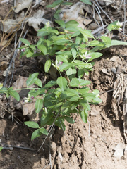 Rhinotropis cornuta cornuta