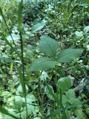 Arisaema stewardsonii