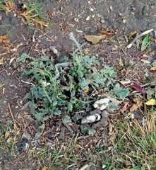 Raphanus raphanistrum