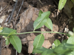 Rhinotropis cornuta cornuta