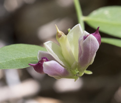 Rhinotropis cornuta cornuta