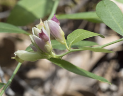 Rhinotropis cornuta cornuta