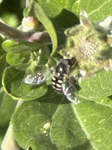 Unknown species found near Quail Gardens Dr, Encinitas, CA, US