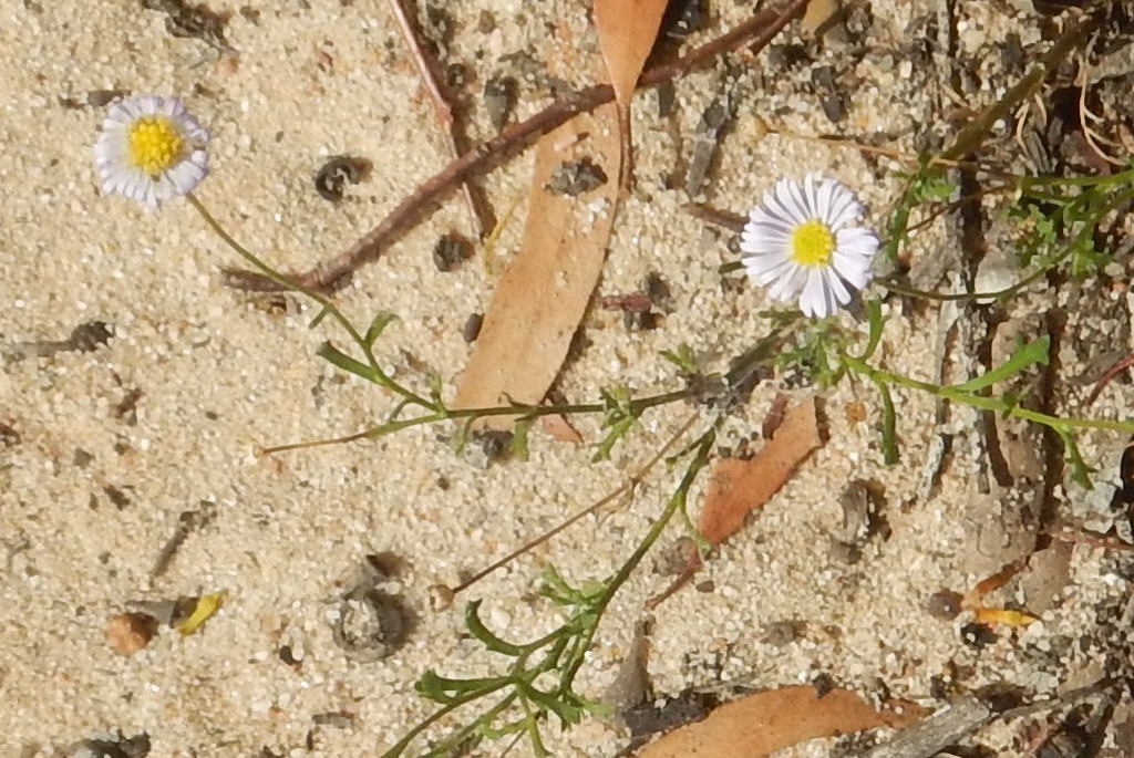 Variable Daisy from Pine Hut Soak SA 5304, Australia on February 20 ...