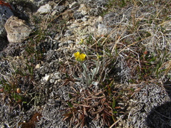 Physaria arctica