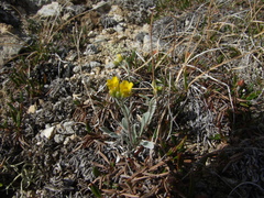Physaria arctica