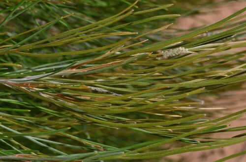 Grevillea hookeriana, photograph 3