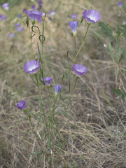 Clarkia gracilis albicaulis
