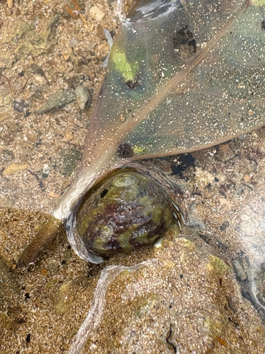 Agathistoma viridulum