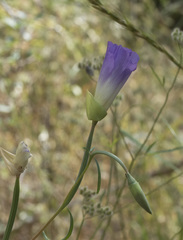 Clarkia gracilis albicaulis
