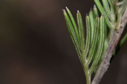 Grevillea huegelii, photograph 6