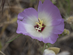 Clarkia gracilis albicaulis