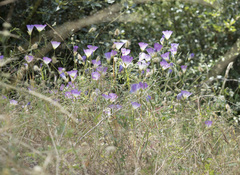 Clarkia gracilis albicaulis