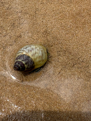 Littoraria angulifera