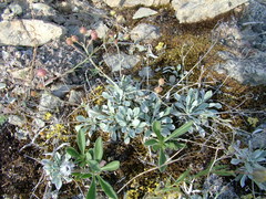 Physaria arctica