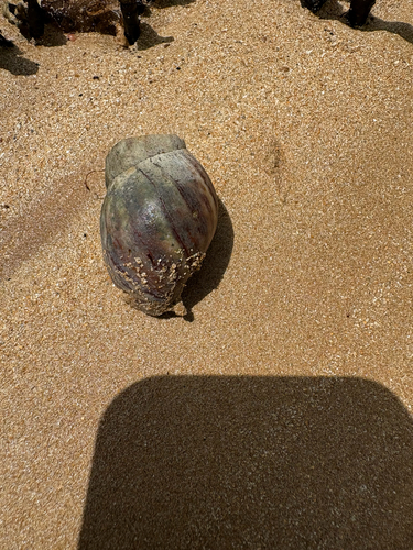 Lissachatina fulica