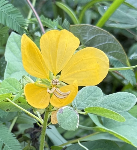 Senna bicapsularis