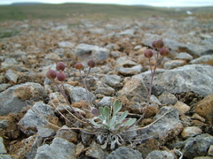 Physaria arctica
