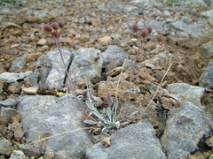 Physaria arctica