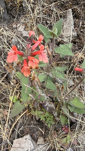 scarlet hedgenettle (Stachys coccinea)