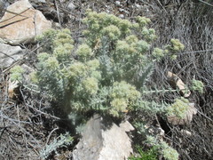 Teucrium capitatum