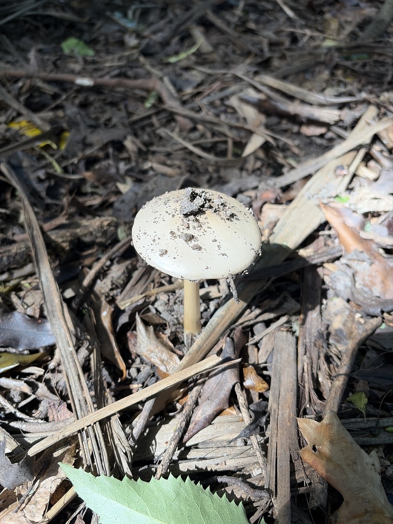 Volvopluteus gloiocephalus · February 2026 · photo: © phytomine (iNaturalist, cc0)