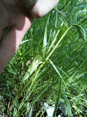 Arisaema stewardsonii