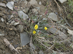 Physaria arctica