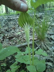 Arisaema stewardsonii