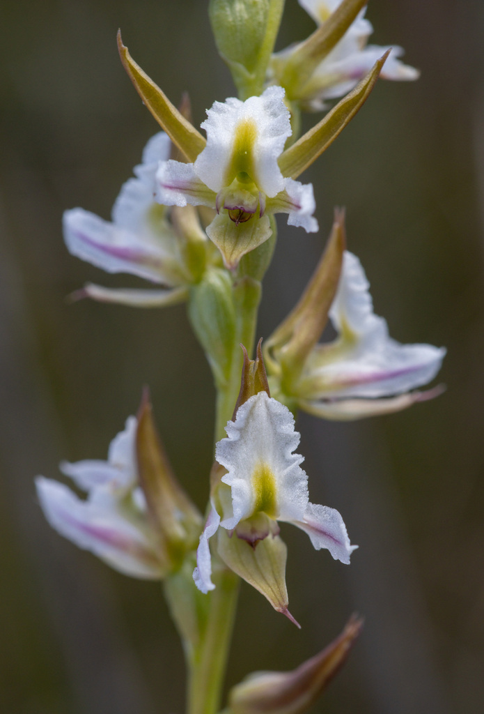 Prasophyllum viriosum