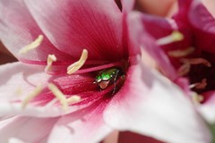 Crinum campanulatum